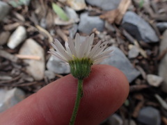 Erigeron jonesii