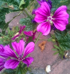 Geranium