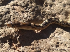 Pituophis deppei