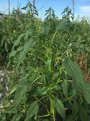 Amaranthus australis