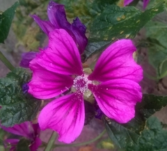 Geranium