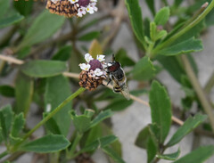 Copestylum marginatum