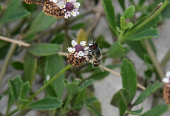 Copestylum marginatum