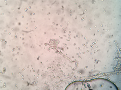 Penicillium