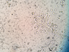 Penicillium