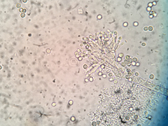 Penicillium