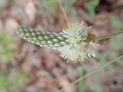 Dalea albiflora