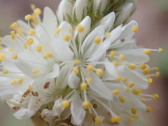 Dalea albiflora