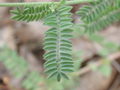 Dalea albiflora