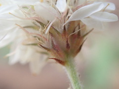 Dalea albiflora