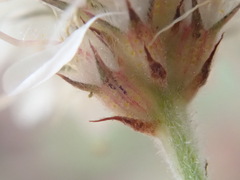 Dalea albiflora