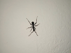 Myrmhopla