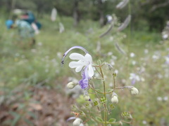 Trichostema arizonicum