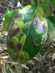 Corythoxestis zorionella