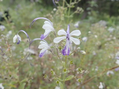 Trichostema arizonicum