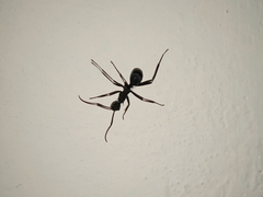Myrmhopla