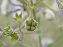 Trichostema arizonicum