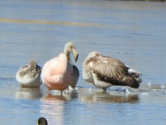 Phoenicopterus chilensis