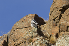 Geranoaetus melanoleucus