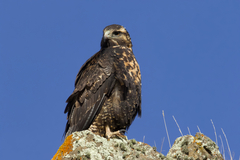 Geranoaetus melanoleucus