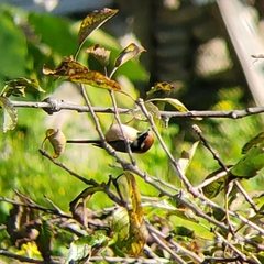 Aegithalos concinnus