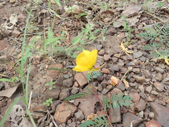 Chamaecrista serpens