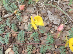 Chamaecrista serpens