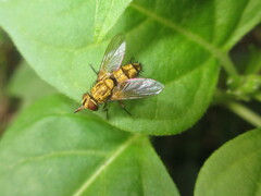 Tachinidae