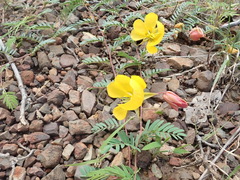 Chamaecrista serpens