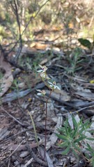 Caladenia cucullata