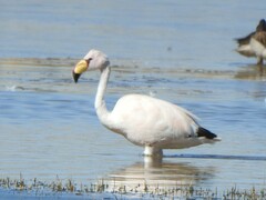 Phoenicoparrus jamesi