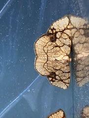 Nematocampa
