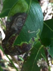 Corythoxestis zorionella