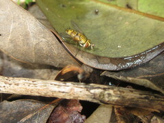 Tachinidae