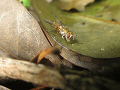 Tachinidae