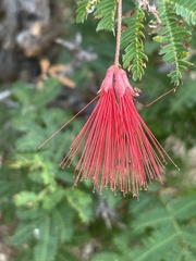 Calliandra californica