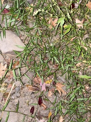 Murdannia keisak
