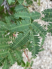 Calliandra californica