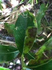 Corythoxestis zorionella