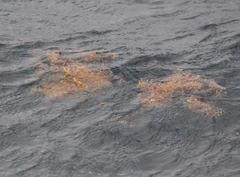 Sargassum fluitans