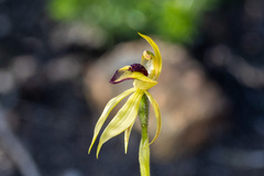 Caladenia tessellata