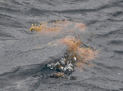 Sargassum fluitans