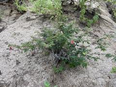 Calliandra californica