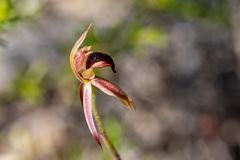 Caladenia tessellata