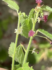 Ayenia peninsularis