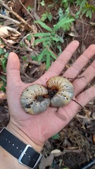 Xylotrupes gideon
