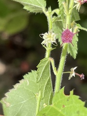 Ayenia peninsularis
