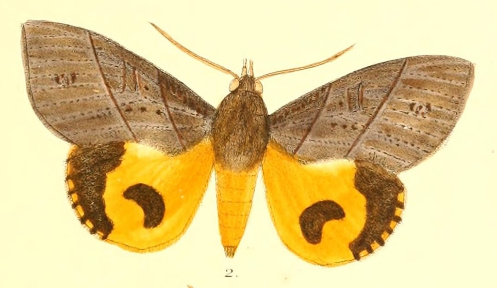 Eudocima cajeta