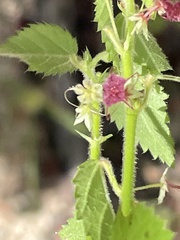 Ayenia peninsularis