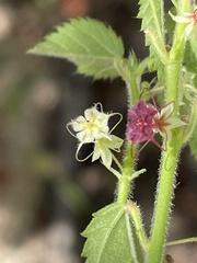 Ayenia peninsularis